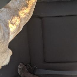 Stryder - Labrador Retriever