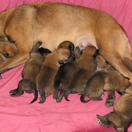 Belgian Malinois Puppies from D&C Kennel