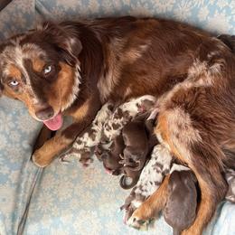 Paprika-Full tail and blue eyes likely - Red tri-color male Australian Shepherd puppy in Penrose, Colorado from Best Friend Aussies