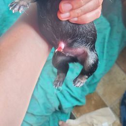 Nosler - Black male Chinese Shar-Pei puppy in Ste. Marie, Illinois from JoShel’s Silver Lined Wrinkles and Tails