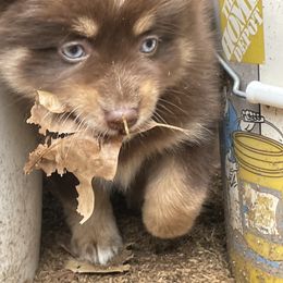 Pomsky Puppies from Michelle's Pomskies