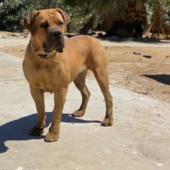 Boerboels from Coachella So Cal Boerboels
