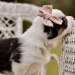 American Corgi and Pembroke Welsh Corgi Puppies from High Cotton Corgis