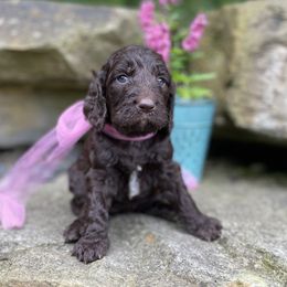 Kate - Brown female Springerdoodle puppy in Lisbon, Ohio from Willow Lane Doodles