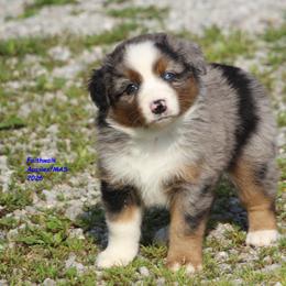 Aayla - Blue merle female Miniature American Shepherd puppy in Hillsdale, Michigan from Faithwalk Aussies and Mini American Shepherds