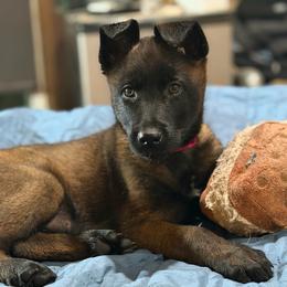Female alert, regal and loving - Black sable female Belgian Malinois puppy in Dallas, Texas from OreVis Malinois