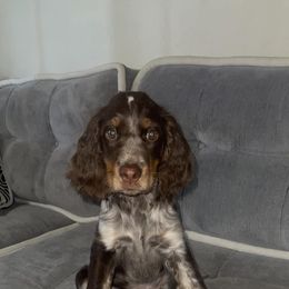 English Springer Spaniel Puppies from Sweet Southern Spaniels