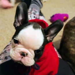 French Bulldog Puppies from Cry Havoc Frenchies