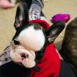 French Bulldog Puppies from Cry Havoc Frenchies