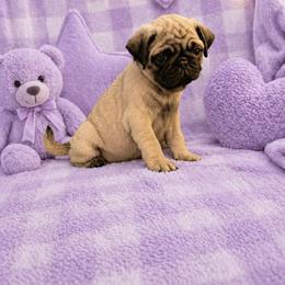 Delilah - Fawn female Pug puppy in Winter Haven, Florida from Lisa's Pugalicious Pugs