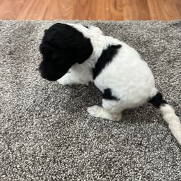 Aussiedoodle and Poodle Puppies from Covington Acres