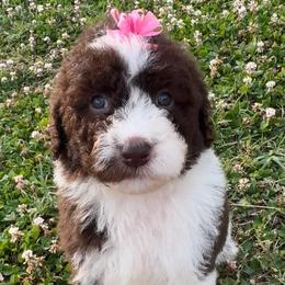 Ivy - Brown and white female Aussiedoodle puppy in Denton, Maryland from Royal Conron Doodles