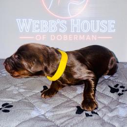 Yellow Collar Male - Red and rust male Doberman Pinscher puppy in Bargersville, Indiana from Webb’s House of Doberman LLC