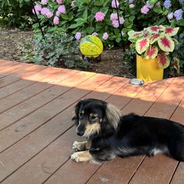 Dachshunds from Smokehouse Doxies