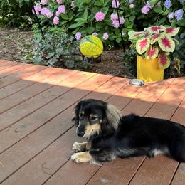 Dachshunds from Smokehouse Doxies