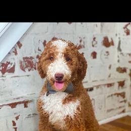 Clooney - Goldendoodle