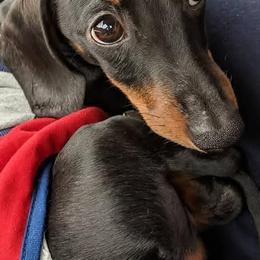 Dachshunds from Moondox Dachshunds