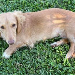 Megan - Dachshund