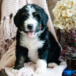 Chispa - Tri-color male Bernedoodle puppy in Grove, Oklahoma from Grand Lake Poodles & Doodles