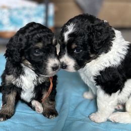 Bernedoodle and Cavapoo Puppies from Cavapoo Acres