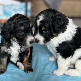 Bernedoodle and Cavapoo Puppies from Cavapoo Acres
