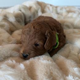George Washington - Apricot male Cavapoo puppy in Payson, Utah from Country Sky Doodles