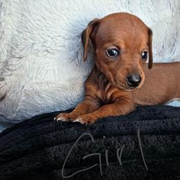 Lilly - Red female Dachshund puppy in Farmington, Missouri from Southeast mo Miniature dachshunds