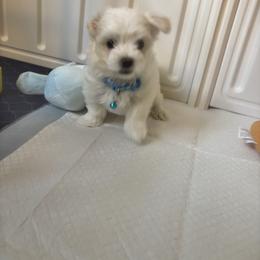 Alvin - White male Maltese puppy in Raleigh, North Carolina from Loveable Litters
