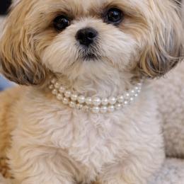 Harley - Shih Tzu