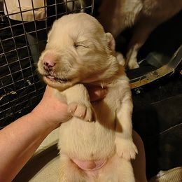 Boy 1 - White male Siberian Husky puppy in Porter Corners, New York from Gemstone Huskys