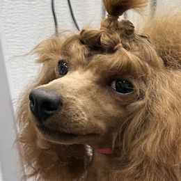 Poodles from KC Recherche'