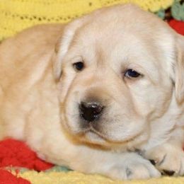 "Cute London " Labrador Retriever Puppies from Carvins Cove English Labradors