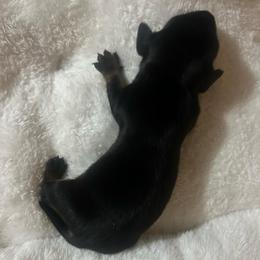 Maxx - Black and tan male Dachshund puppy in Nashville, Georgia from Riverside Dachshund