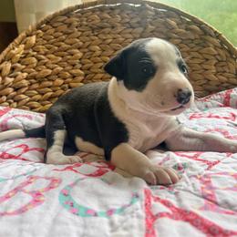 Raven - Black female Whippet puppy in Oneida, Tennessee from Saving Grace