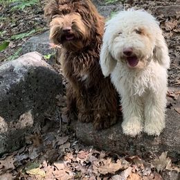 Australian Labradoodle All Grown Up from Oak Manor Australian Labradoodles LLC
