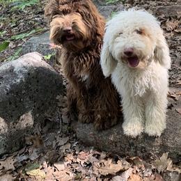 Australian Labradoodle All Grown Up from Oak Manor Australian Labradoodles LLC