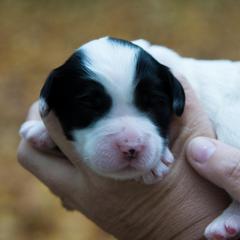 Bernedoodle and Double Doodle Puppies from Cloud Nine Doodles