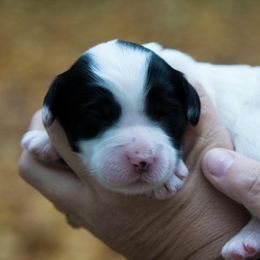 Bernedoodle and Double Doodle Puppies from Cloud Nine Doodles