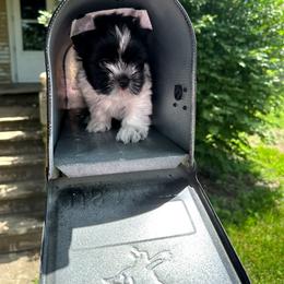 Roscoe - Parti male Yorkshire Terrier puppy in Mattoon, Illinois from Strohlz Yorkies