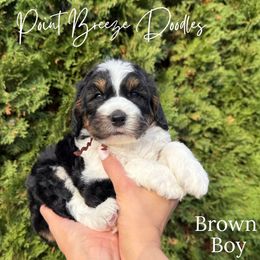 Brown Boy - Tri-color male Bernedoodle puppy in Rochester, New York from Point Breeze Doodles, LLC