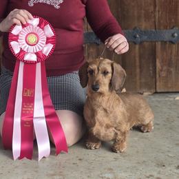 Jocelyn - Dachshund