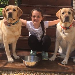 Labrador Retriever Puppies from Lorlyn Labradors