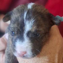 Brindle Boy - Brindle and white male Basenji puppy in Tuttle, Oklahoma from Steadfast Farm (SFF)