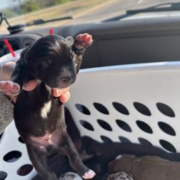 Black and White Male - 1600 - Black & white male Australian Shepherd puppy in Morristown, Tennessee from Lakeway Farms