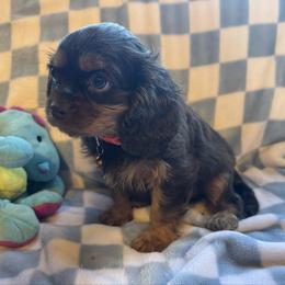 Zuma - Chocolate male Cavalier King Charles Spaniel puppy in Lawton, Oklahoma from Wild Wishes Cavaliers