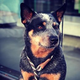 Australian Cattle Dogs from Legacy ACDs