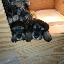 Miniature Schnauzer Puppies from Samson's Schnauzers
