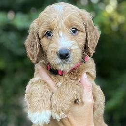 Goldendoodles and Irish Doodles from Crystal Rains