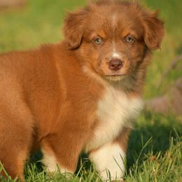 Australian Shepherd, Miniature Australian Shepherd, and Toy Australian Shepherd Puppies from Southern Edition Aussies