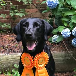 Ruby - Labrador Retriever